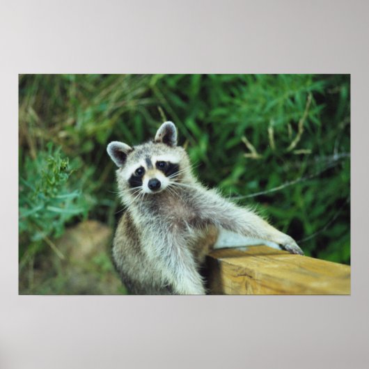 Poster Raccoon #2 (Devant)
