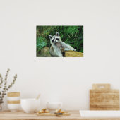 Poster Raccoon #2 (Cuisine)