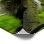 Poster Raccoon dans Green Tree Cute gris masqué raccoon (Coin)