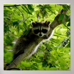 Poster Raccoon dans Green Tree Cute gris masqué raccoon