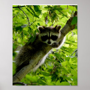 Poster Raccoon dans Green Tree Cute gris masqué raccoon