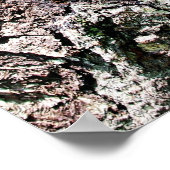 Poster Raccoon dans le Den (Coin)