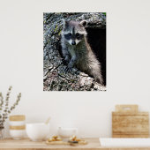Poster Raccoon dans le Den (Cuisine)