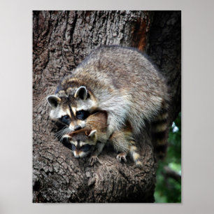 Poster Raccoon mère et kit