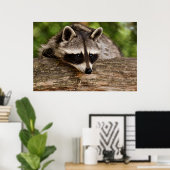 Poster Raccoon mignon reposant sur un journal (Bureau à domicile)