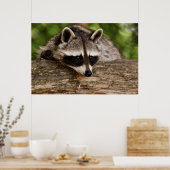 Poster Raccoon mignon reposant sur un journal (Cuisine)