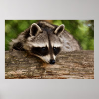 Raccoon mignon reposant sur un journal