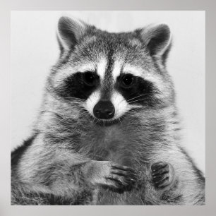 Poster Raccoon noir et blanc