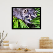 Poster Raccoon - Photographie de la faune (Cuisine)