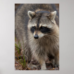 Poster Raccoon, Procyon lotor, Floride, USA 1