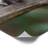 Poster Raccoon, Procyon lotor, Floride, USA 2 (Coin)