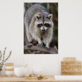 Poster Raccoon, Procyon lotor, Floride, USA 2 (Cuisine)