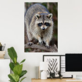 Poster Raccoon, Procyon lotor, Floride, USA 2 (Bureau à domicile)