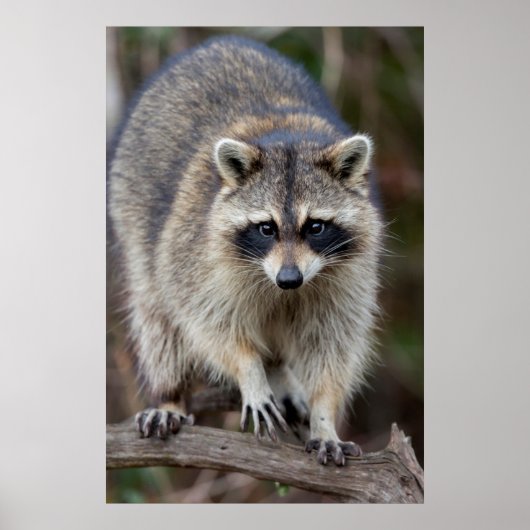 Poster Raccoon, Procyon lotor, Floride, USA 2 (Devant)