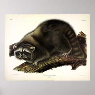 Poster Raccoon (Procyon Lotor) par Audubon