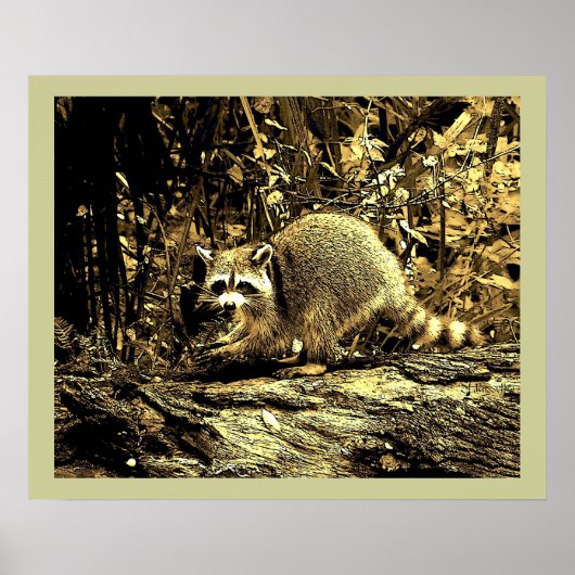 POSTER RACCOON ROCHEUX ASSIS SUR UN ARBRE (Devant)