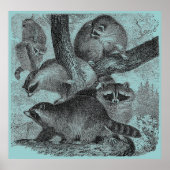 Poster Raccoons (Devant)