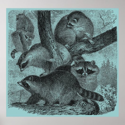Poster Raccoons (Devant)