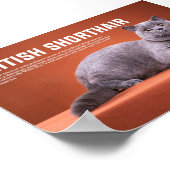 Poster Race britannique de chats Shorthair (Coin)