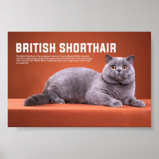 Poster Race britannique de chats Shorthair