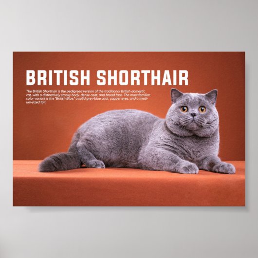 Poster Race britannique de chats Shorthair (Devant)