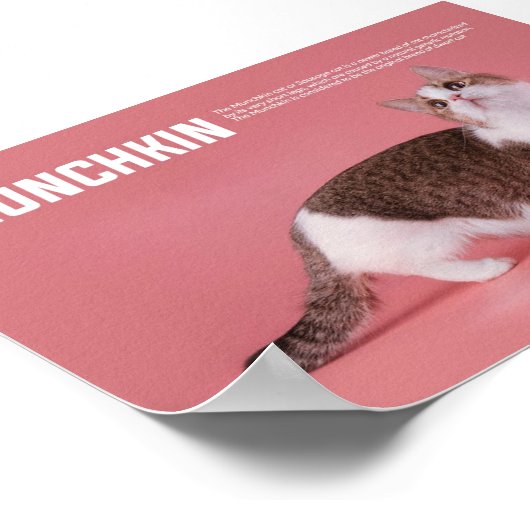 Poster Race De Chat Munchkin Ou Saucisse (Coin)