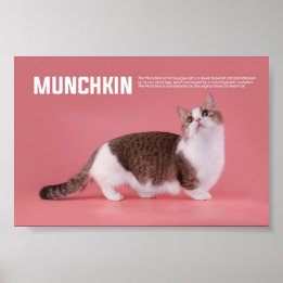 Poster Race De Chat Munchkin Ou Saucisse