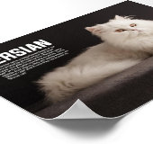 Poster race de chat persan/Shirazi (Coin)