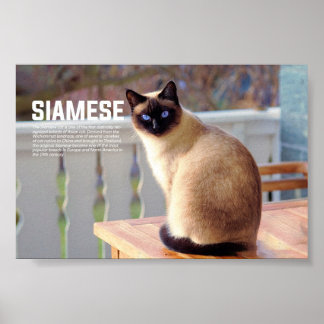 Poster race de chats siamois