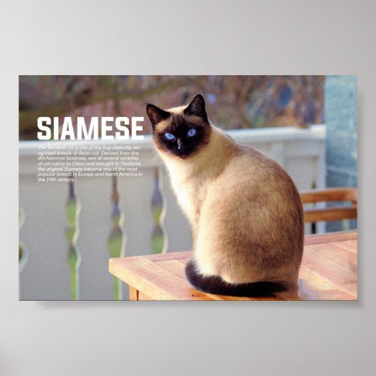 Poster race de chats siamois (Devant)