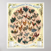 race de volaille 1868