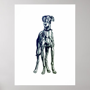 Poster race Greyhound anglaise