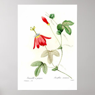 Poster Racemosa de passiflore