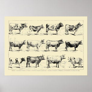 Poster Races Bovines Anciennes Art par Adolphe Millot