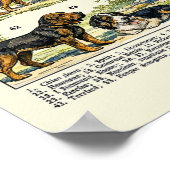 Poster Races de chiens illustrations couleur (Coin)