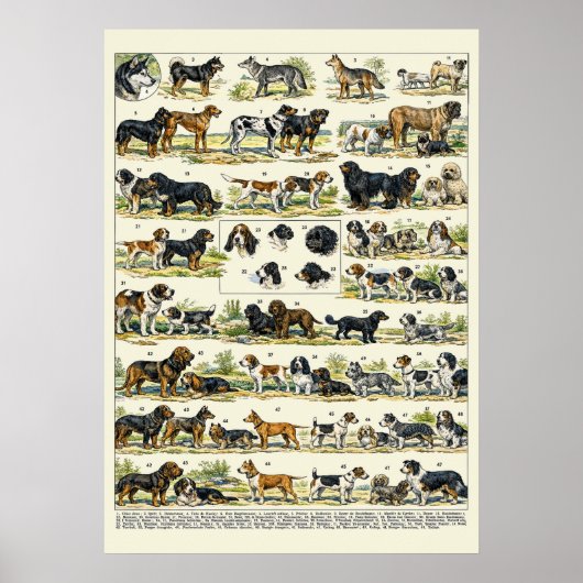 Poster Races de chiens illustrations couleur (Devant)