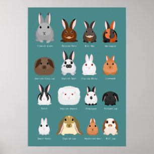 Poster races de lapins