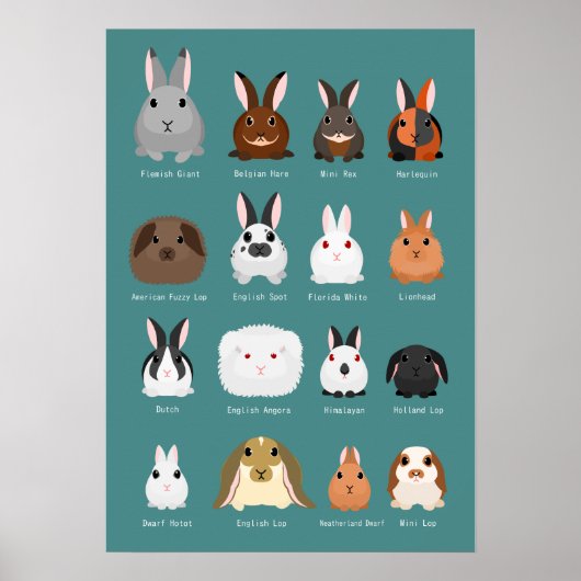 Poster races de lapins (Devant)