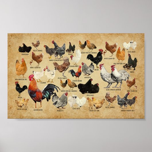 Poster Races De Poulet Vintage Agriculteur (Devant)