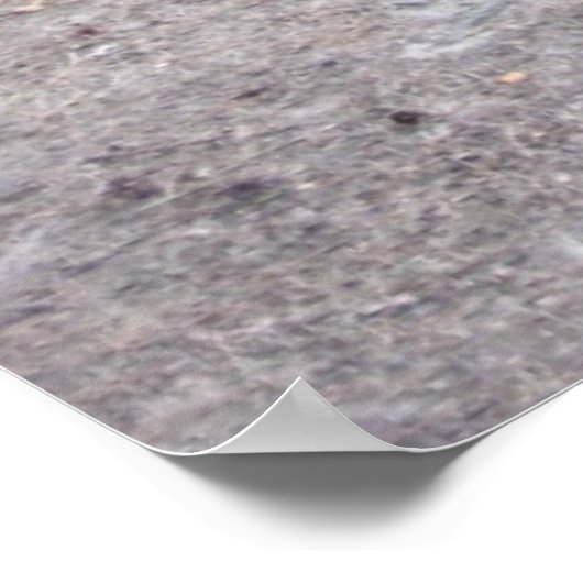 Poster Racines (Coin)