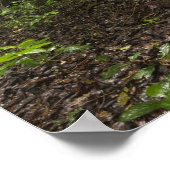 Poster Racines contreforts. Forêt tropicale, Mapari Rupun (Coin)