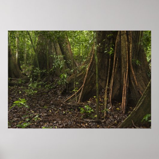 Poster Racines contreforts. Forêt tropicale, Mapari Rupun (Devant)