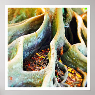 Poster Racines de figuiers de la baie de Moreton