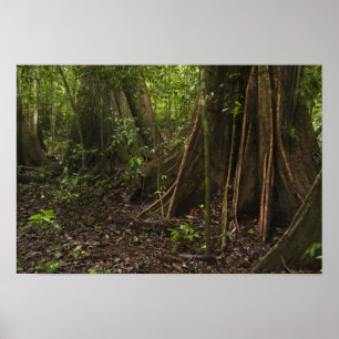 Poster Racines de la Butteresse. Rainforest, Mapari Rupun