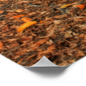 Poster Racines de l'arbre antique (Coin)