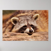 Poster Racoon (Devant)