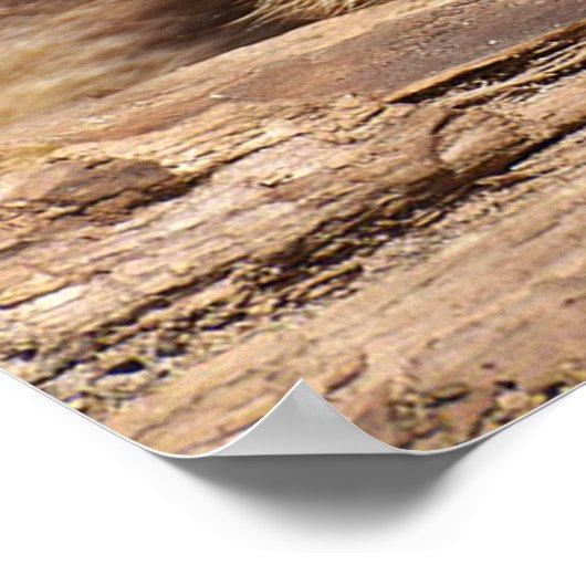 Poster Racoon (Coin)