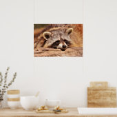 Poster Racoon (Cuisine)