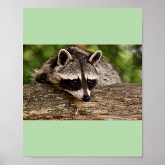 Poster racoon (Devant)