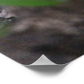 Poster Racoon (Coin)